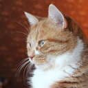 One.Gibbis
